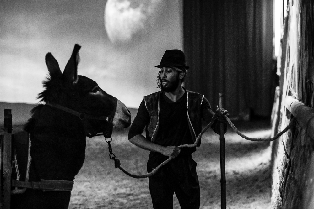 Haras Pin 20221103-0541