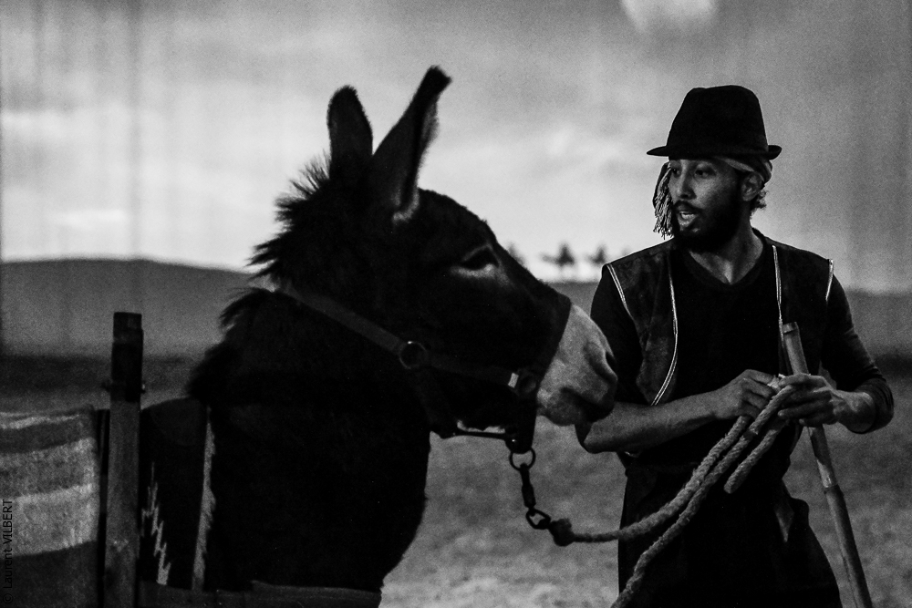 Haras Pin 20221103-0542