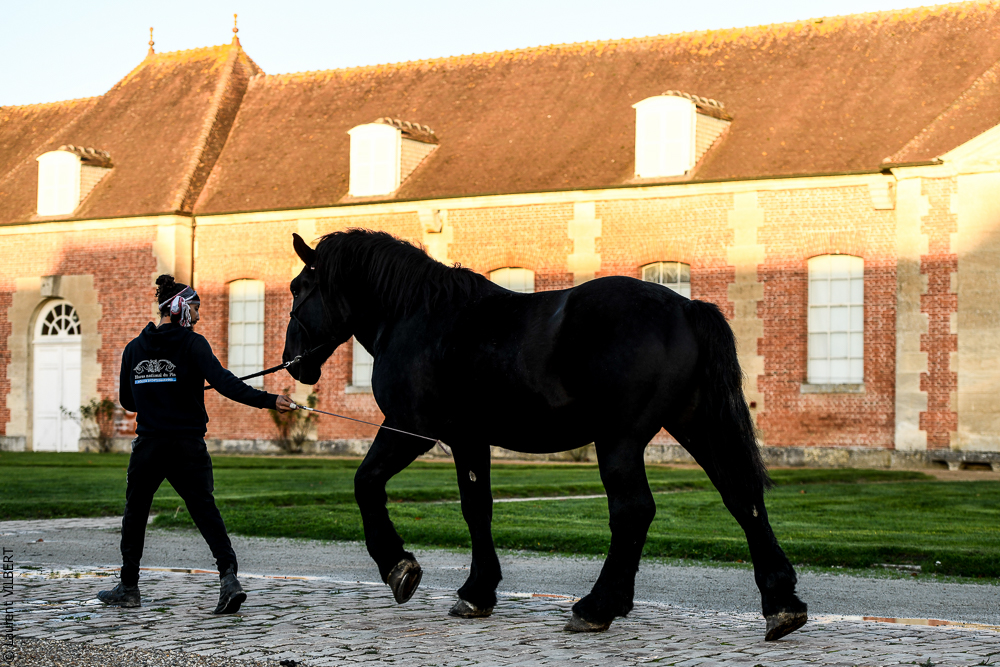 Haras Pin 20221103-2201