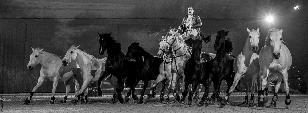 Cheval Passion 20150122-0170