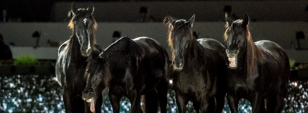 Lorenzo 20171126-1813