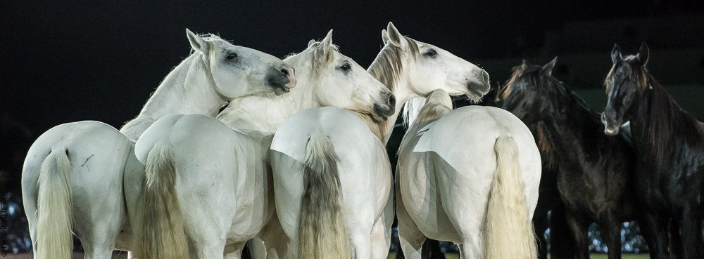 Lorenzo 20171126-1846