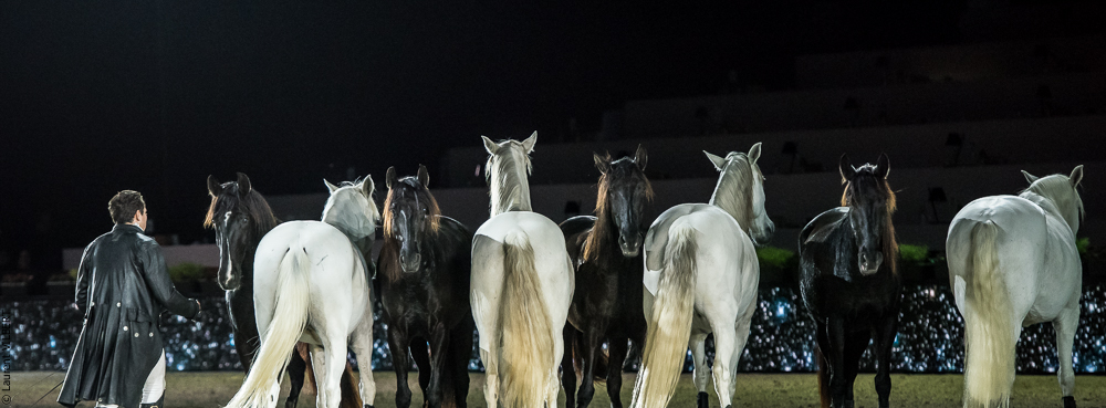 Lorenzo 20171126-1852