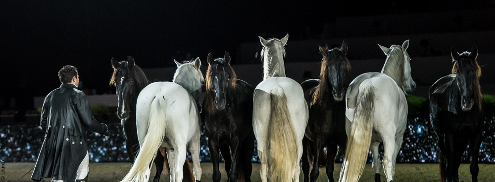 Lorenzo 20171126-1852