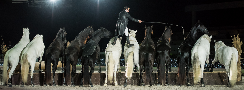 Lorenzo 20171126-1870