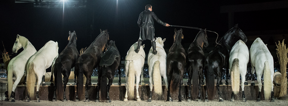 Lorenzo 20171126-1872