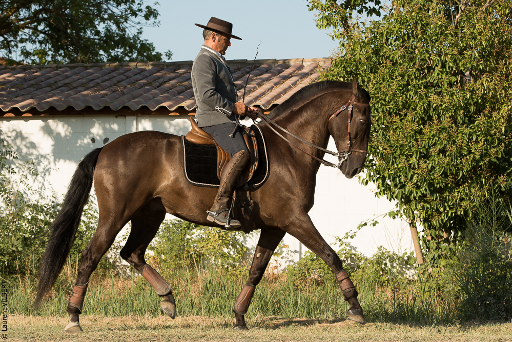 Méjanes 20170721-260