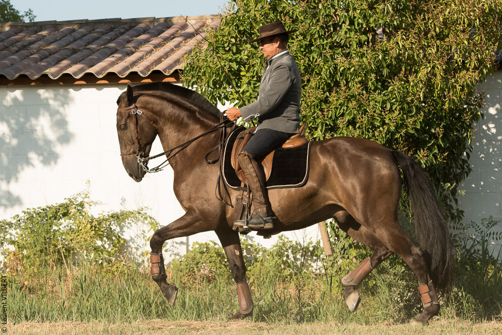 Méjanes 20170721-267