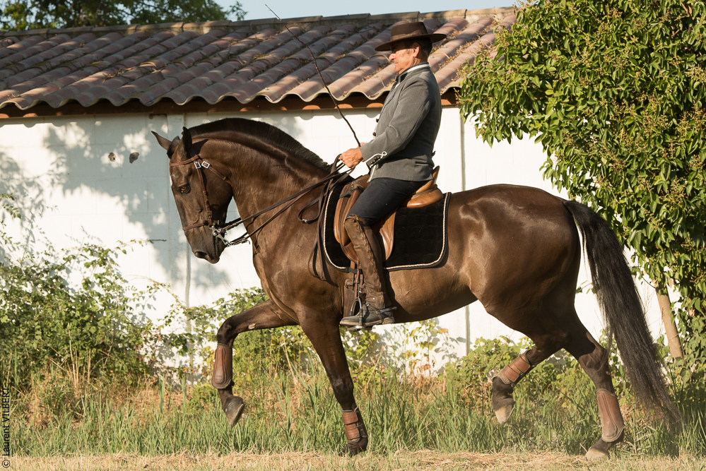 Méjanes 20170721-268