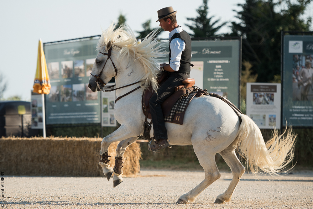 Méjanes 20170721-334