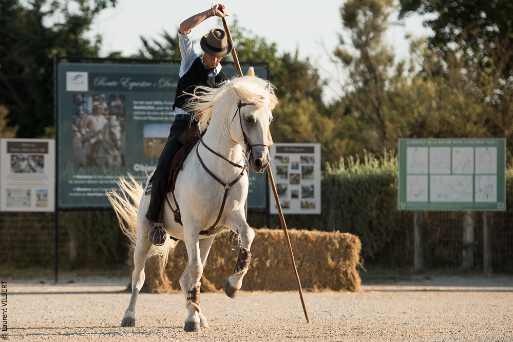 Méjanes 20170721-358