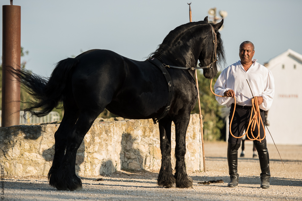 Méjanes 20170721-458