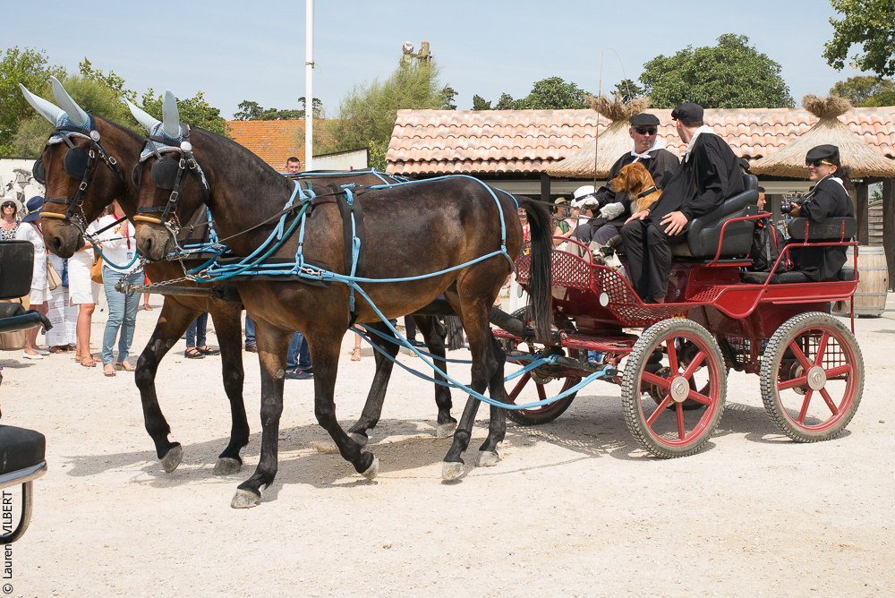 Mejanes 20170722-0045