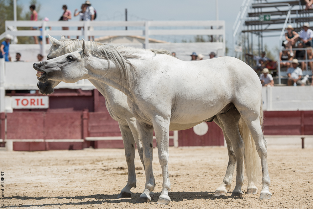 Mejanes 20170722-0712