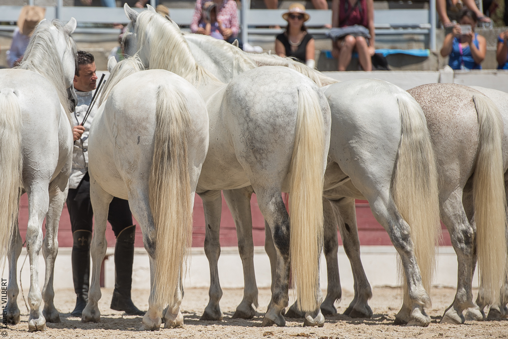 Mejanes 20170722-0754