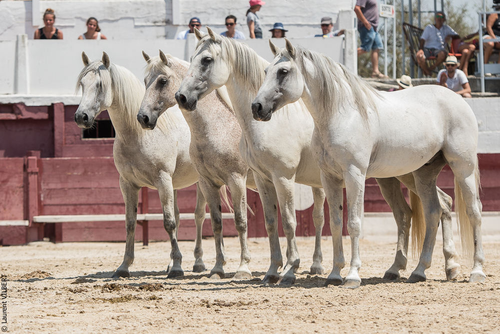 Mejanes 20170722-0615