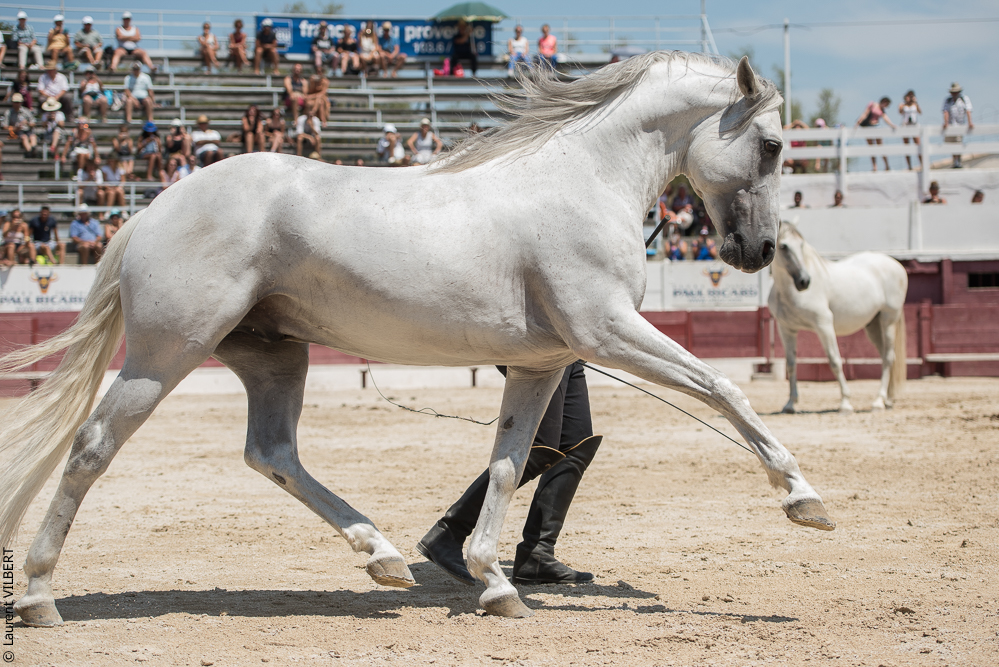 Mejanes 20170722-0657