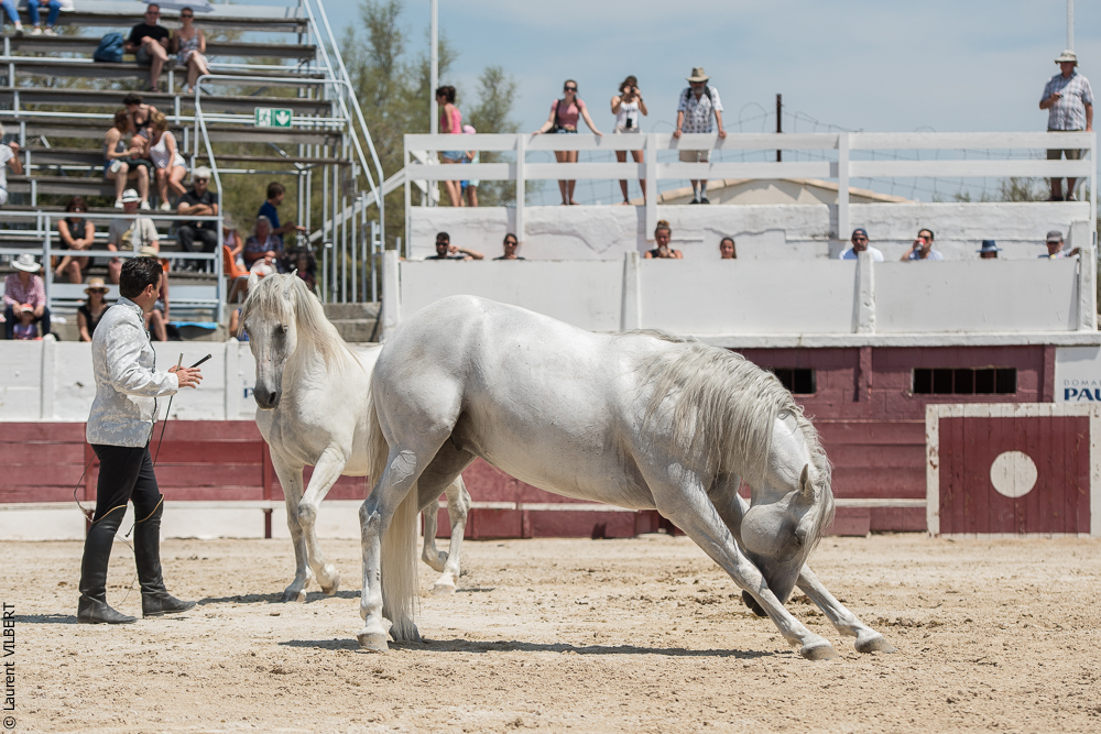 Mejanes 20170722-0662