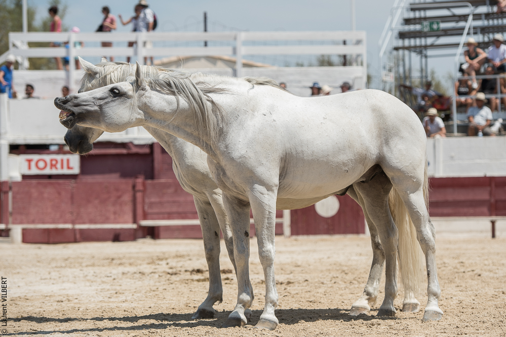 Mejanes 20170722-0711
