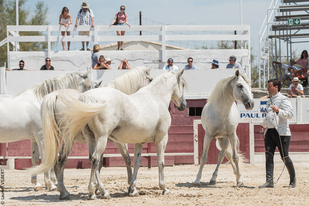 Mejanes 20170722-0719