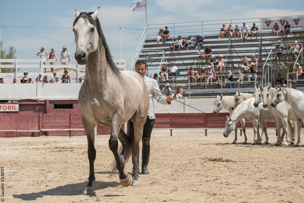 Mejanes 20170722-0782