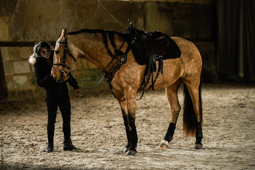 Haras Pin 20221103-0012