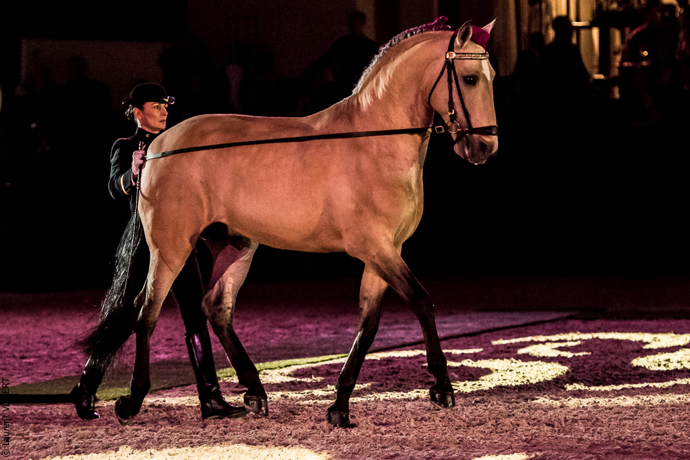 Nuit Iberique 20190207-1925