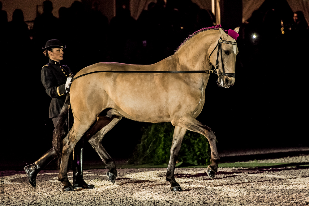 Nuit Iberique 20190207-1967