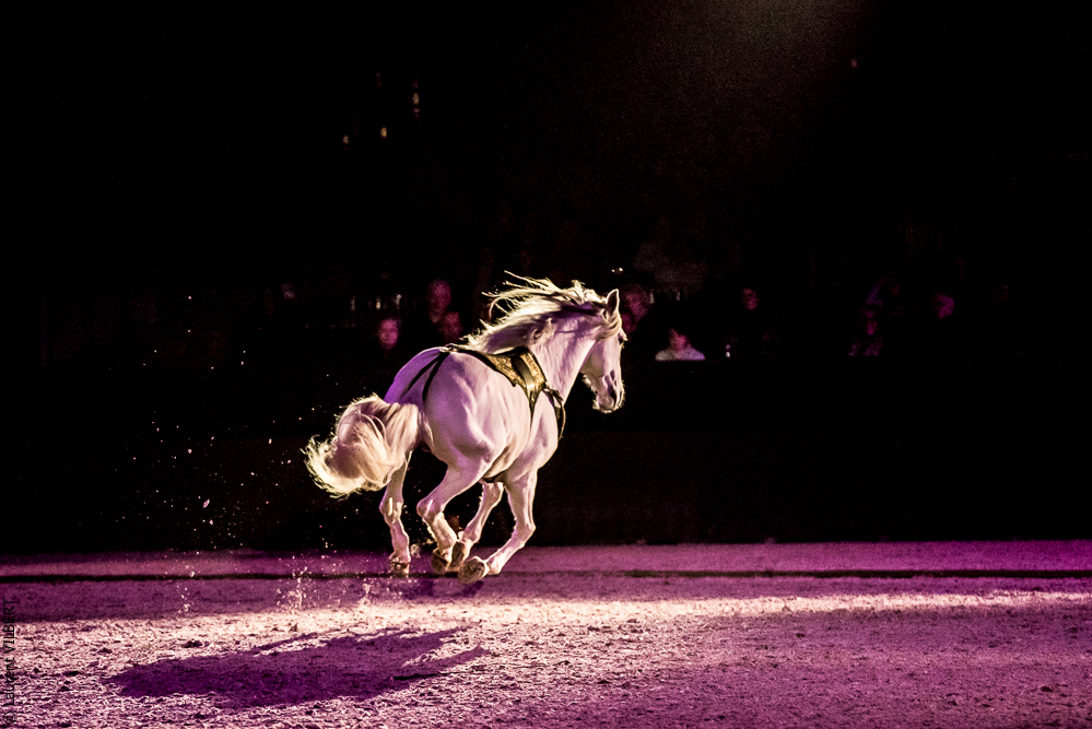 Nuit Iberique 20190207-2412