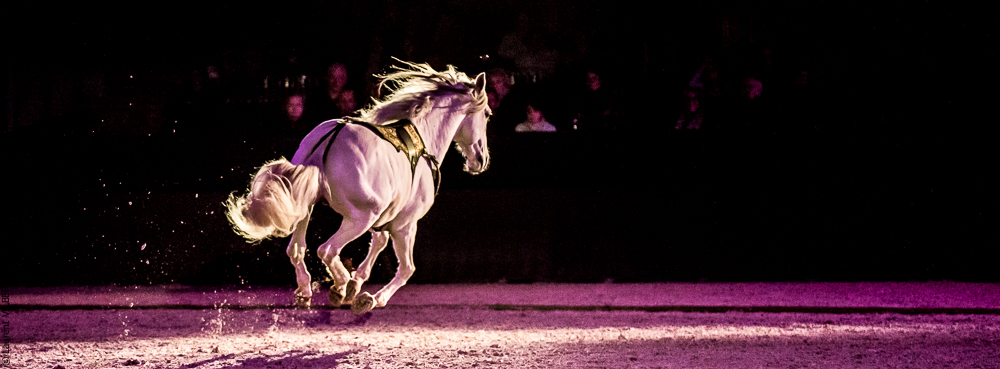 Nuit Iberique 20190207-2412