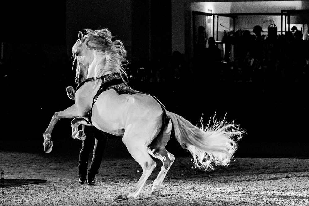 Nuit Iberique 20190207-2430