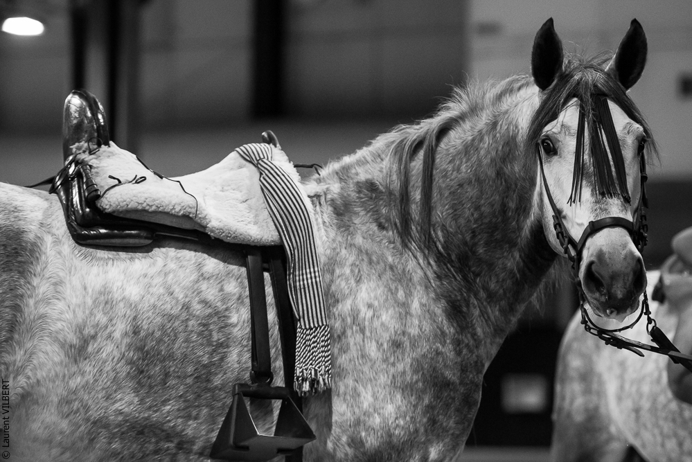 Nuit Iberique 20190206-0071