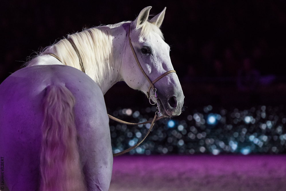 Lorenzo 20171125-0692