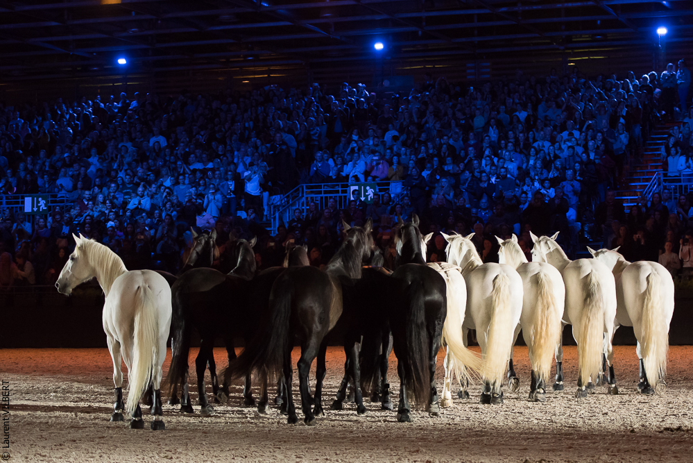 Lorenzo 20171125-0956