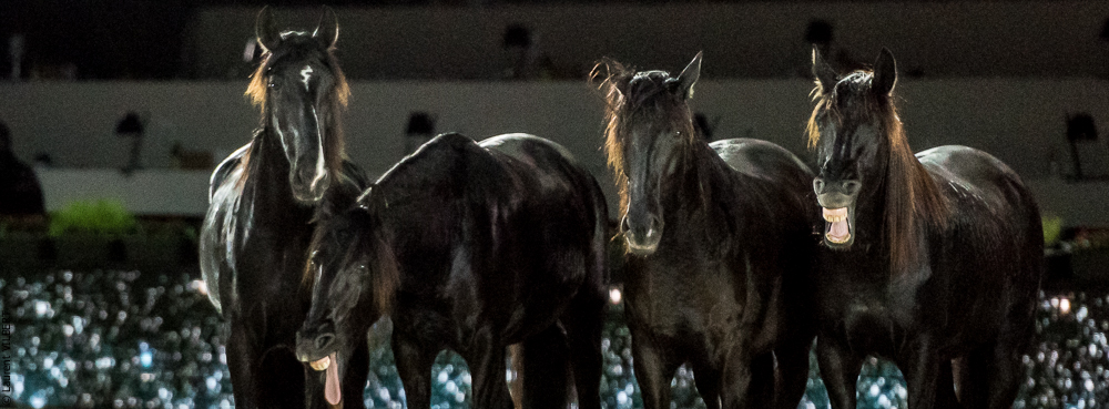 Lorenzo 20171126-1813