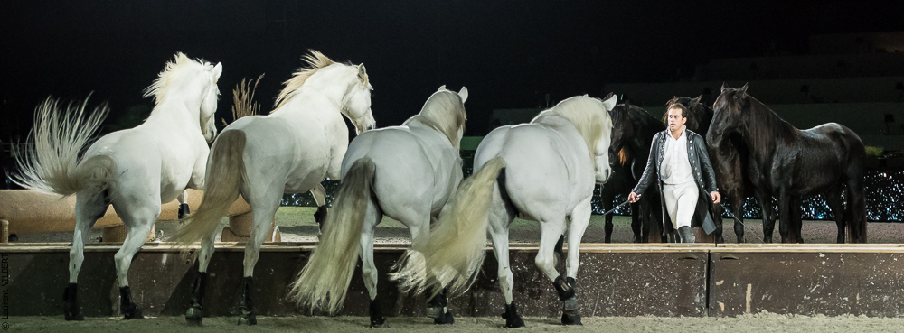 Lorenzo 20171126-1841