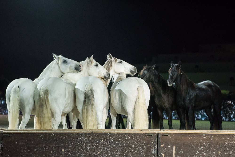 Lorenzo 20171126-1846