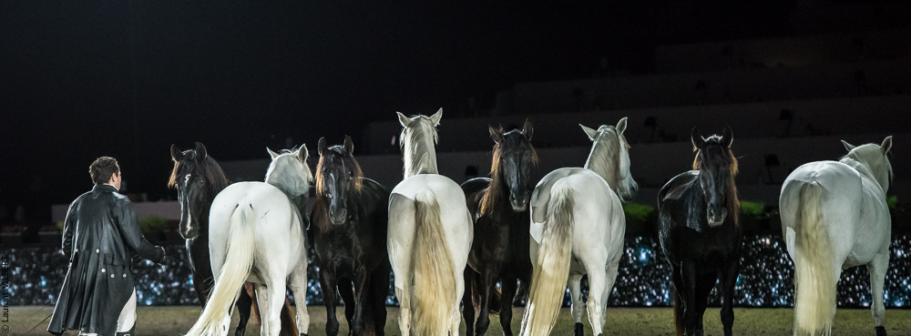 Lorenzo 20171126-1852