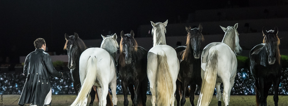 Lorenzo 20171126-1852