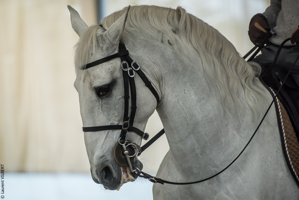 Pedro Torres 20181110-1102