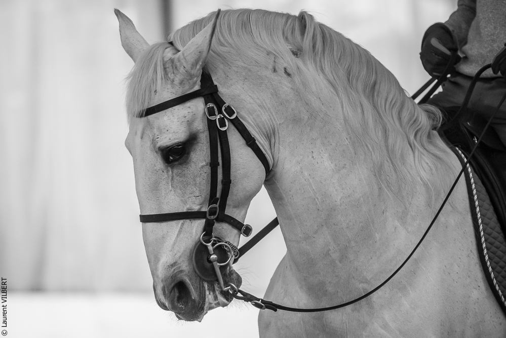 Pedro Torres 20181110-1102