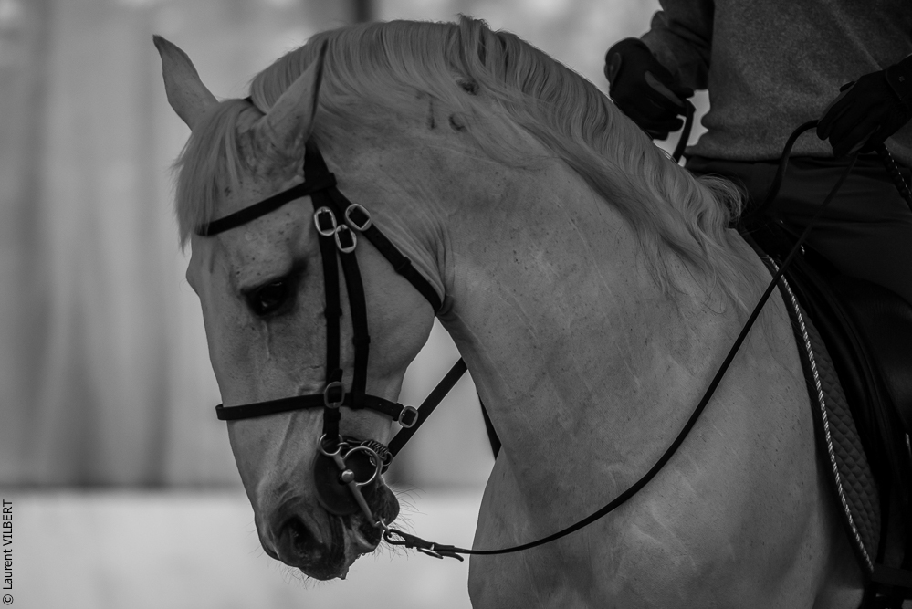 Pedro Torres 20181110-1103