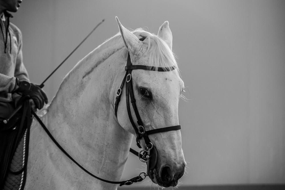 Pedro Torres 20181110-1293