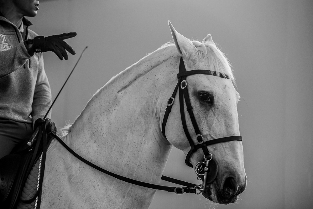 Pedro Torres 20181110-1296