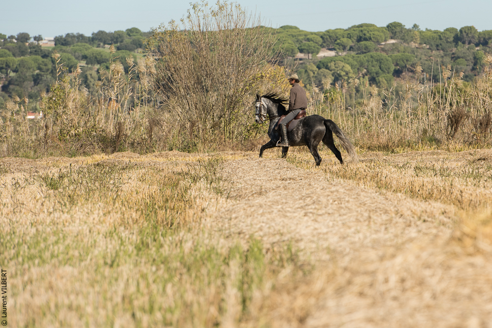 Pedrogao 20171113-0202