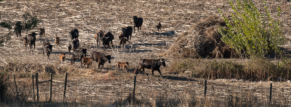 Pedrogao 20171113-0349