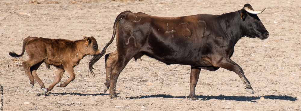 Pedrogao 20171113-0365