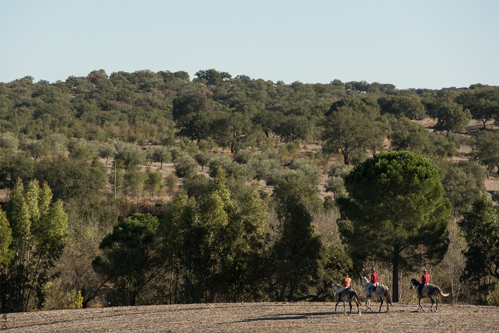 Pedrogao 20171113-0415