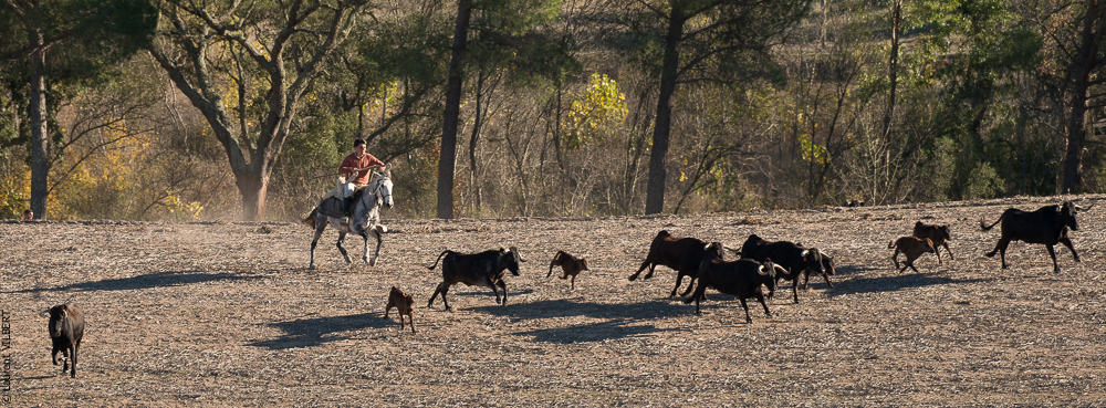 Pedrogao 20171113-0418