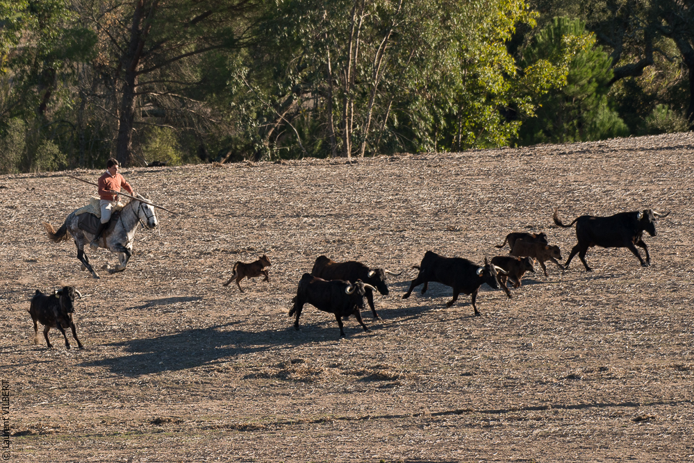 Pedrogao 20171113-0420